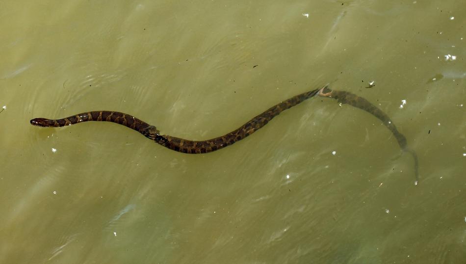 Snake Reptile Swimming at dirty Water