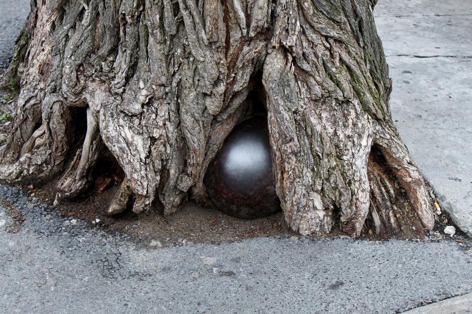 Cannonball at the root of the tree