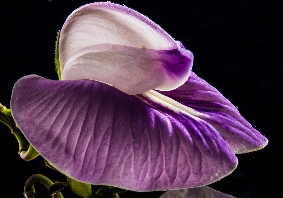 absolutely beautiful Small Flower