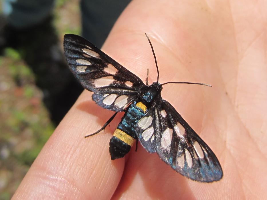 Close-up of the colorful butterfly with patterns on the hand in light