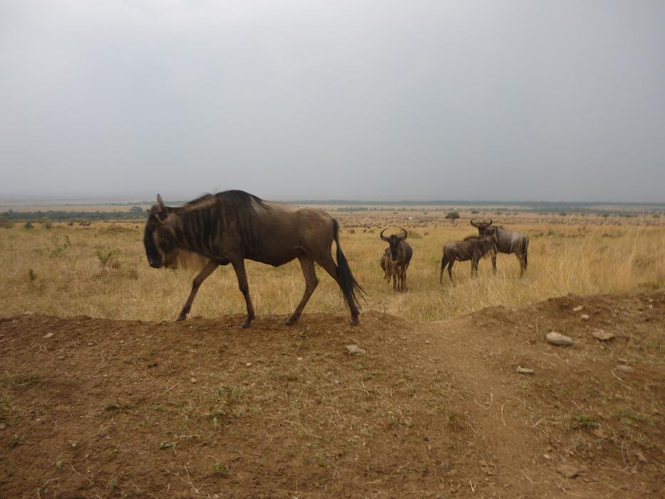herd of wildebeests in kenya nature