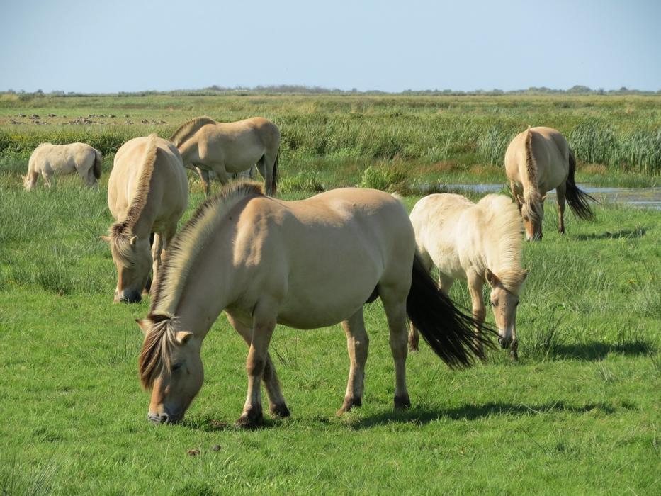 Horse Pasture in Denmark