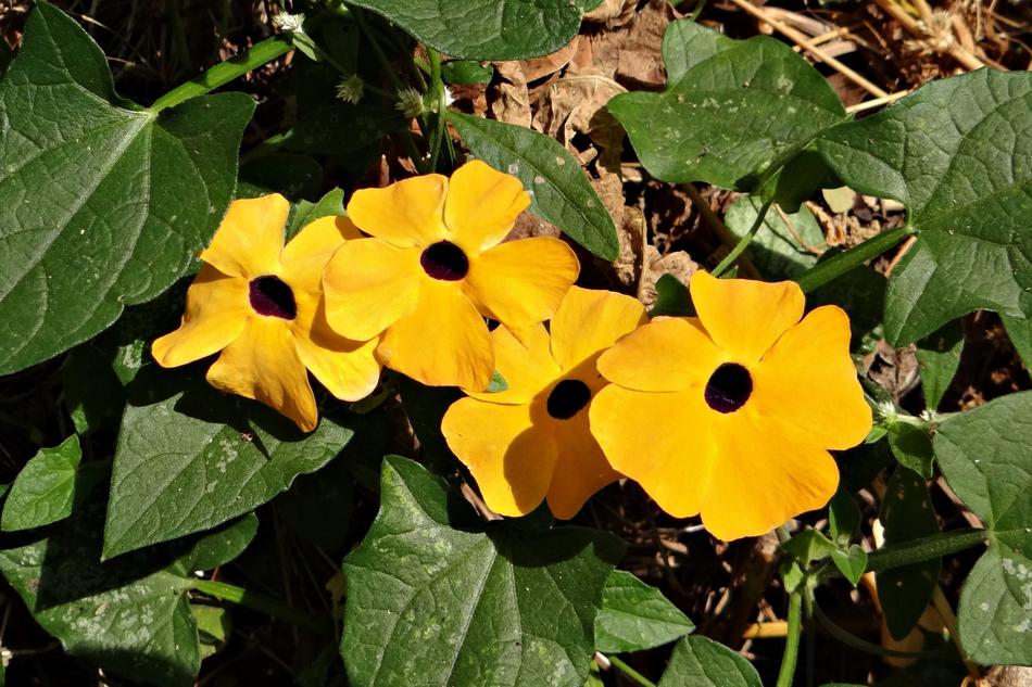 incredibly beautiful Black-Eyed Susan Vine