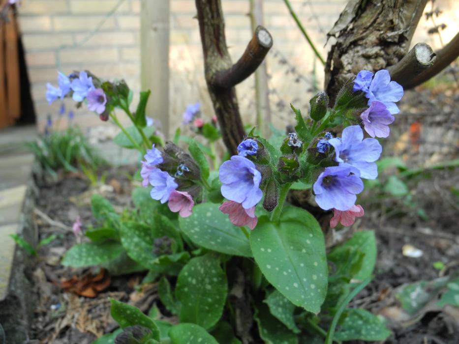 Flowers Blue Lungwort