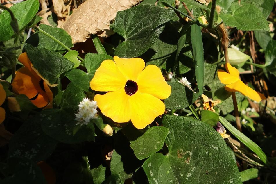 impressively beautiful Black-Eyed Susan