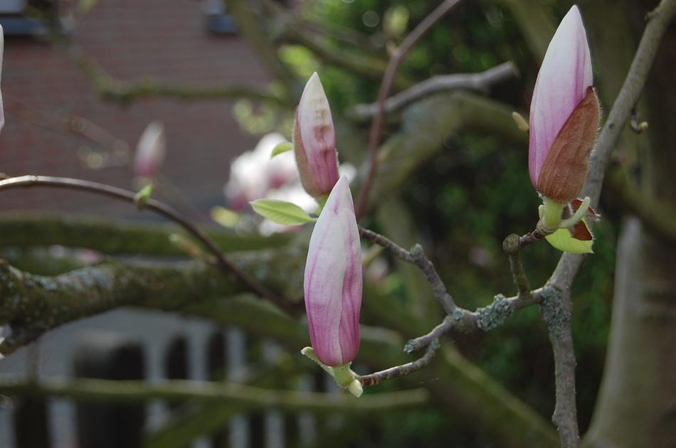 perfect Magnollien Blossom