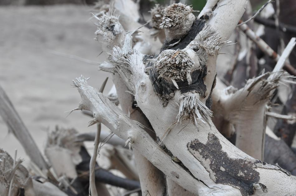 The Roots Of Dry close-up in monochrome