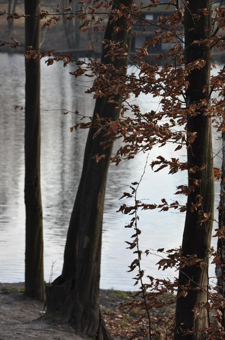 Trees on waterside at Autumn