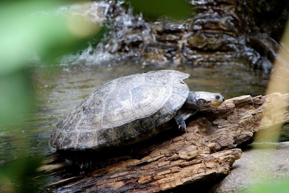 grey Turtle on wood near Water Stream
