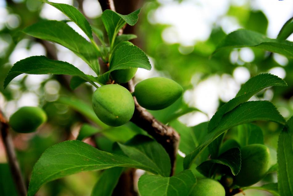 Plums Rounded Pointed