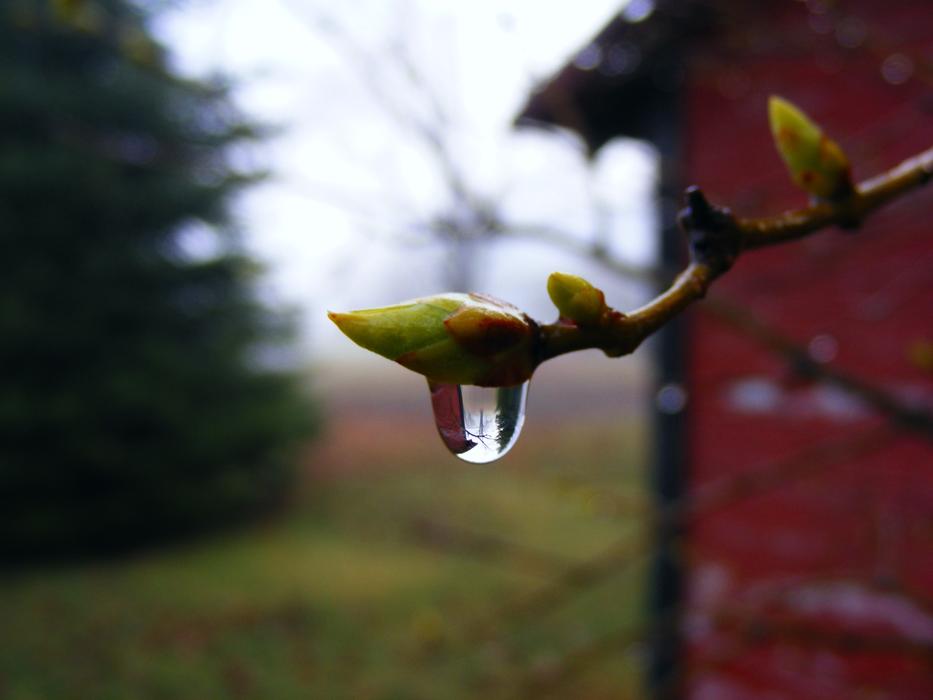 Close-up of the colorful and beautiful branch with buds and water droplet, near the building, among the colorful plants in Ohio, USA