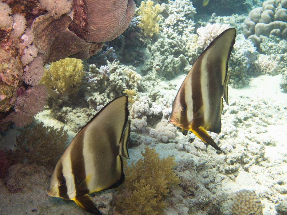 Batfishes Rotesmeer