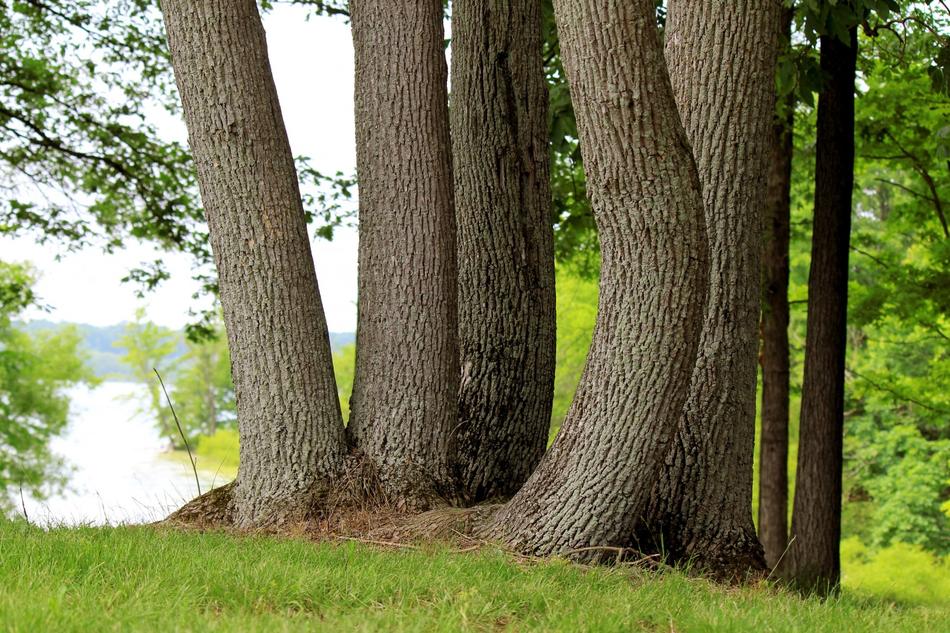 grove of trees by the lake