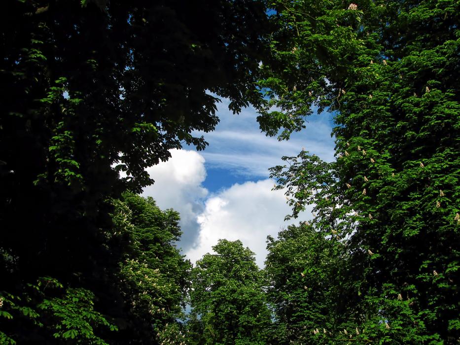 Beautiful view of the blue sky with clouds through the hole with green plants