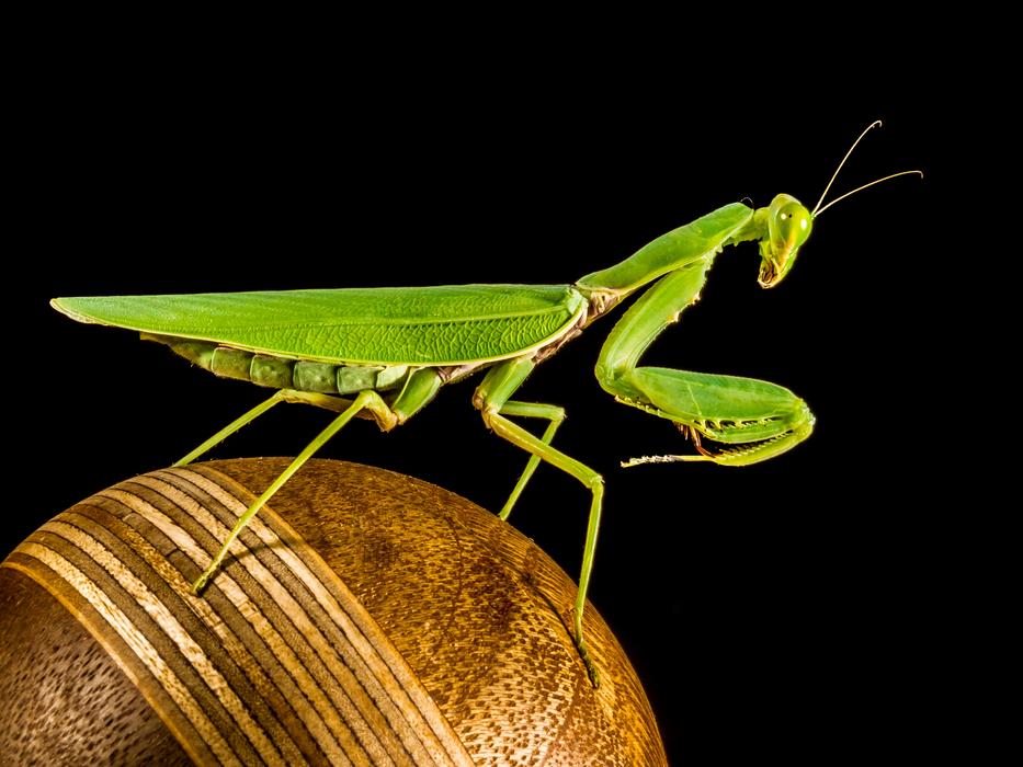 Praying Mantis Fishing Locust