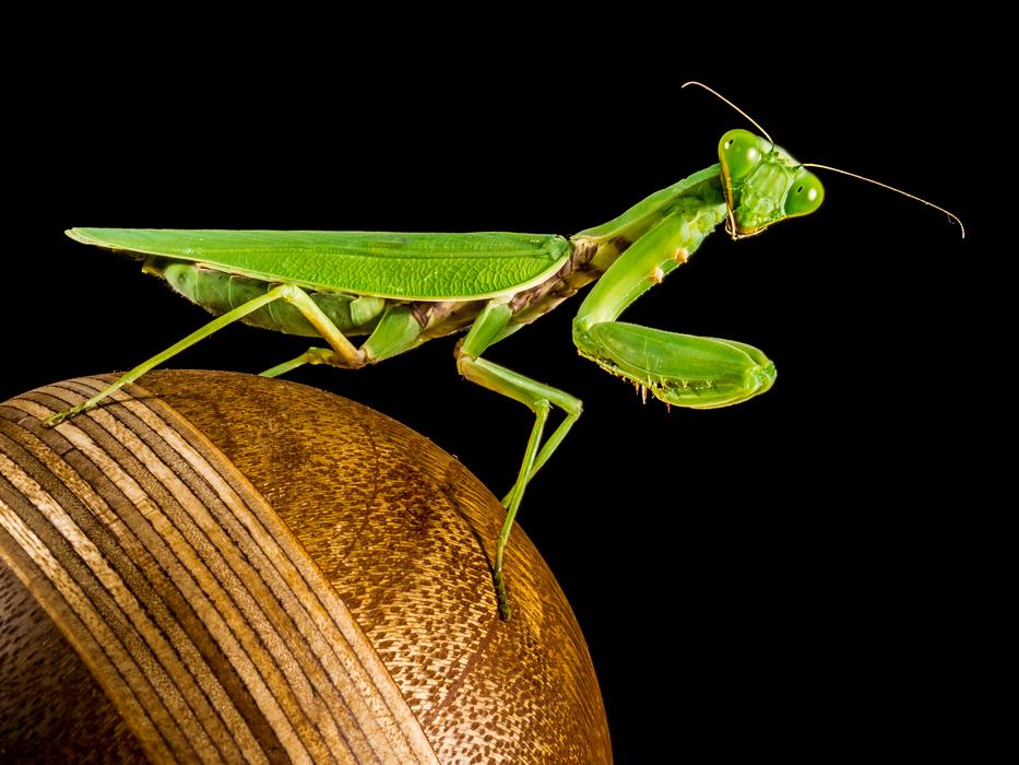 green Praying insect