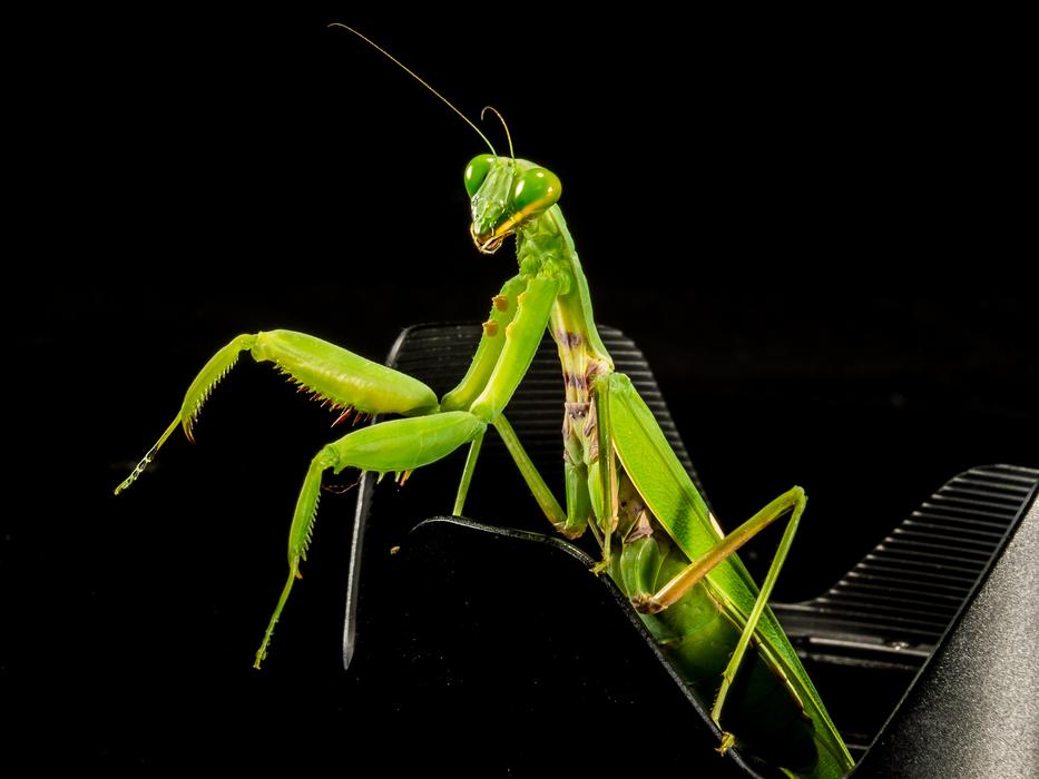 green mantis in detail on black background