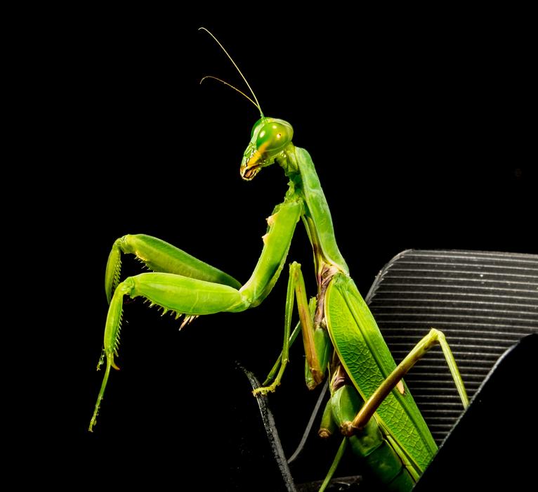 green mantis in detail on black