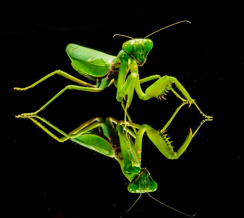 Praying Mantis Fishing Locust reflection