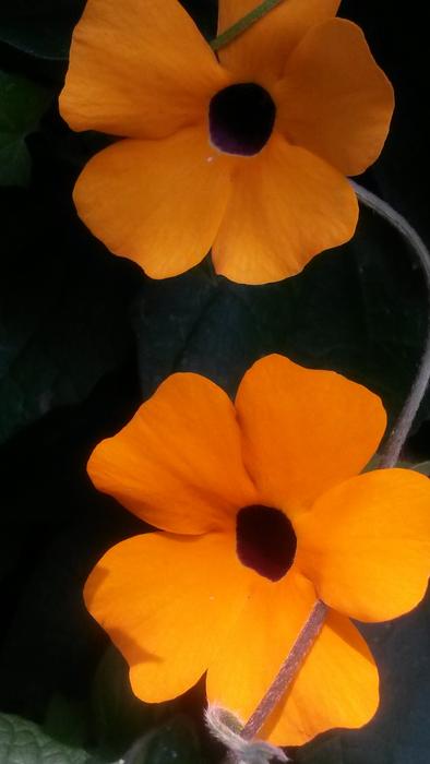incredibly beautiful orange Flower