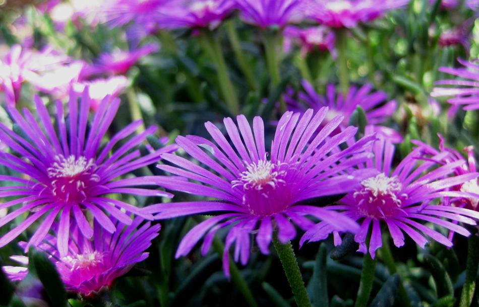 Vygies Pink Bright