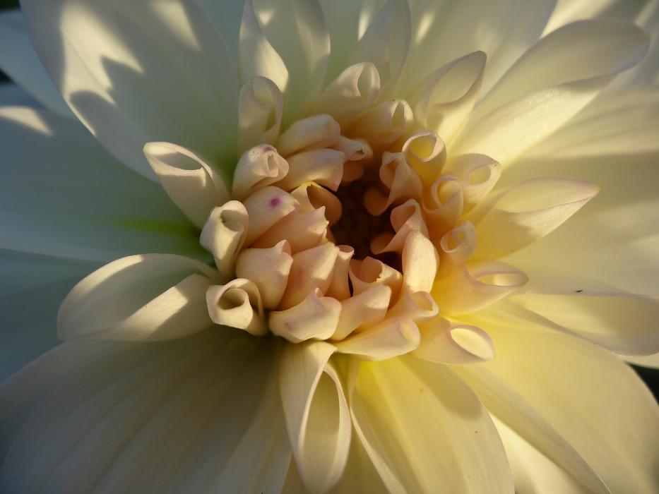 impressively beautiful white Bloom