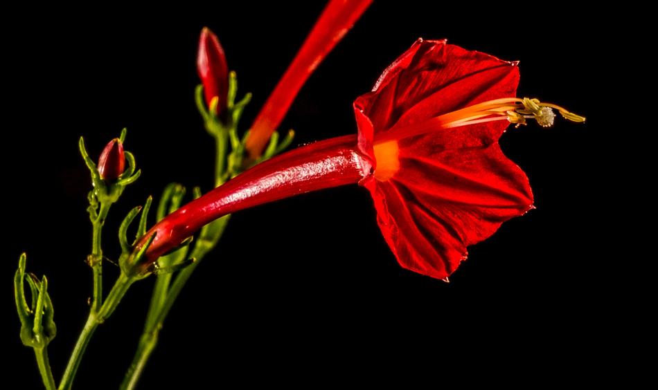 unusually beautiful Small Flower Red