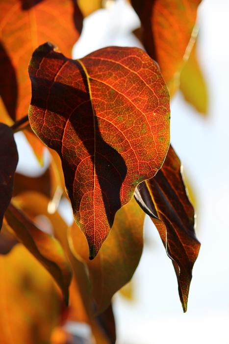 Close-up of the beautiful and colorful kaki leaves in autumn