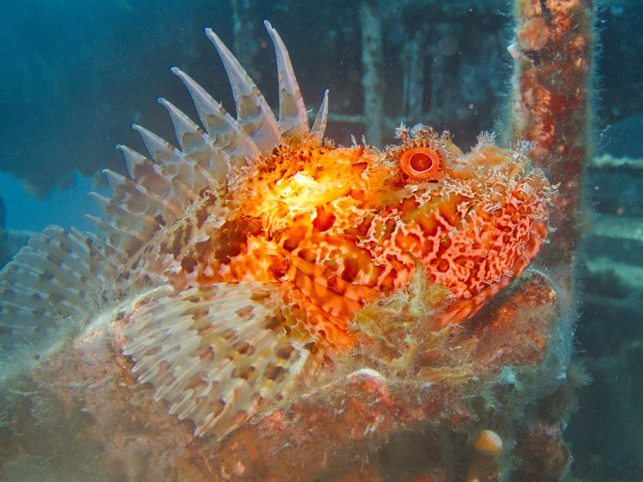 Head Skorpienfish Diving