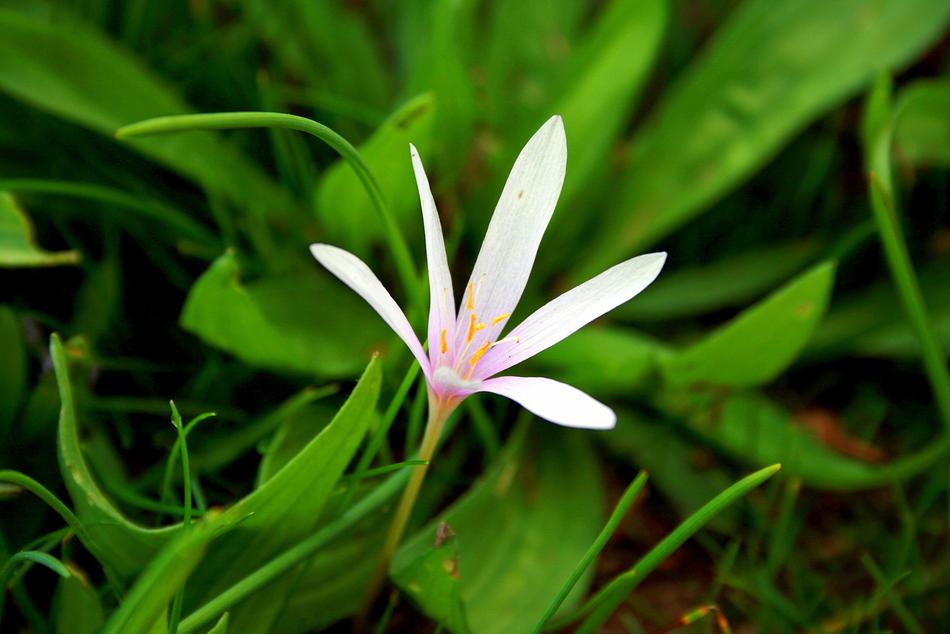 incredibly beautiful Crocus Geofit
