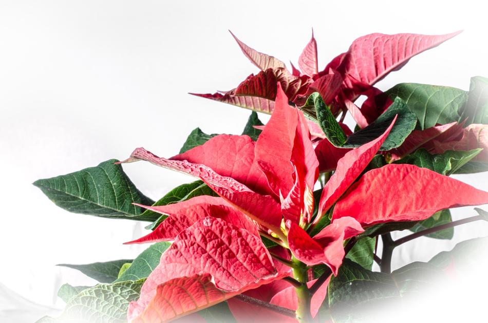 Beautiful Poinsettia with red and green leaves, clipart