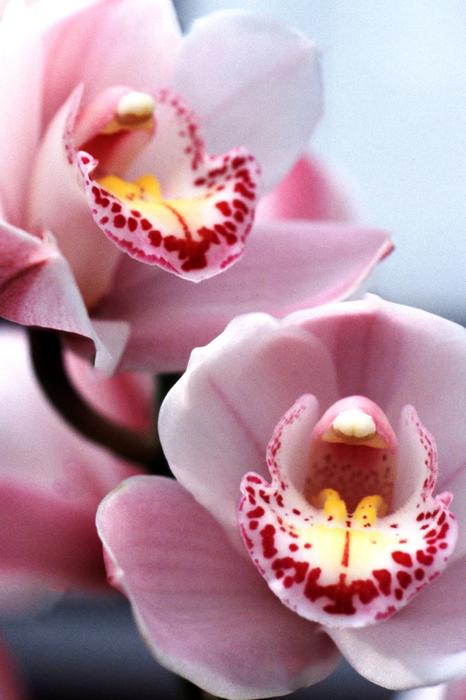 Cymbidium Orchid Pink
