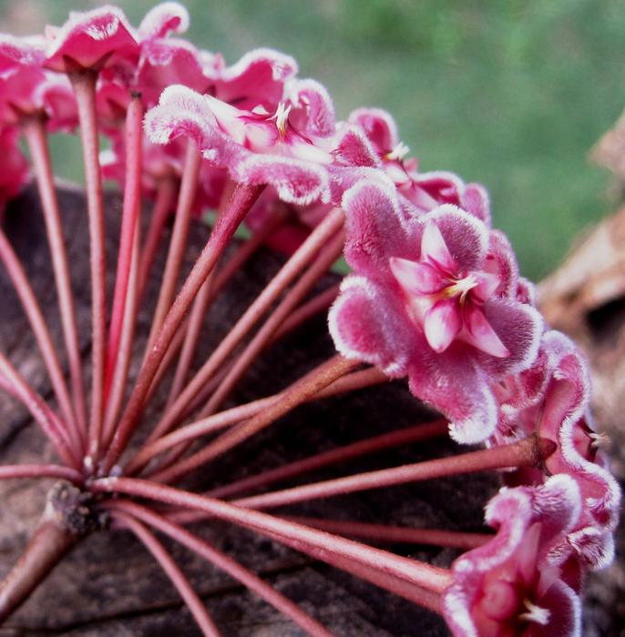 pink hoya carnosa, close-up