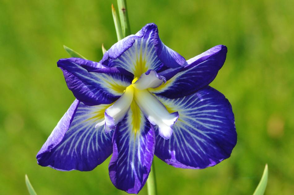 Flower Blue Macro