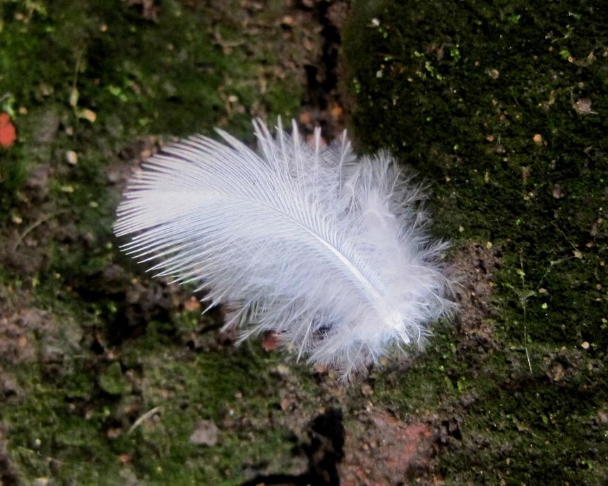 Feather Down White