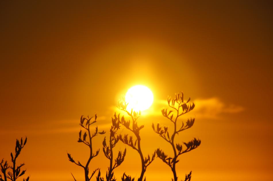 Sunrise Sun over the grass