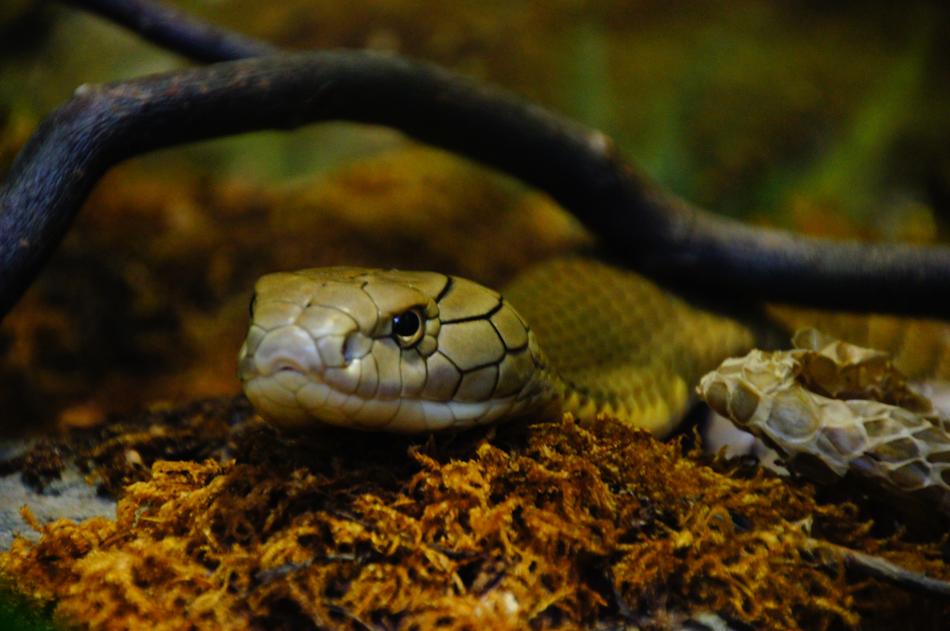 Snake Venomous Zoo