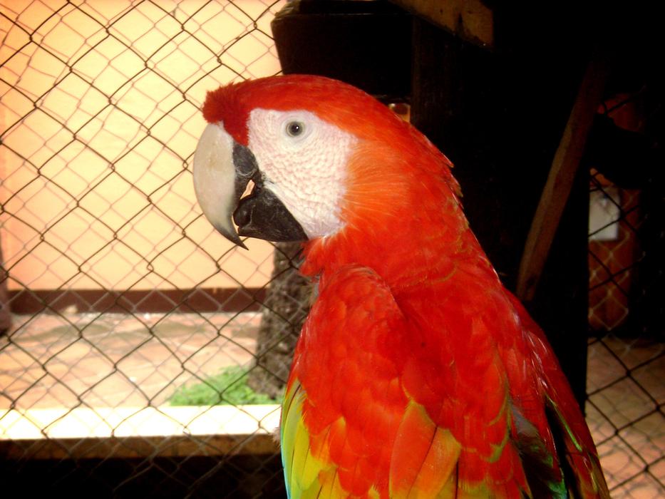 Guara Ara Macao