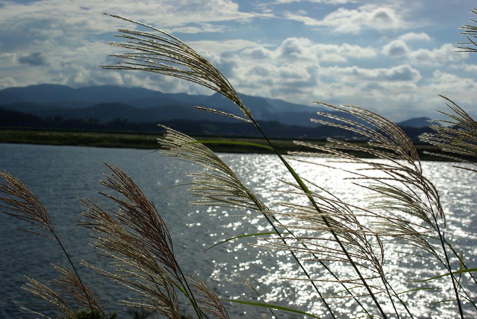 wind, reed, lakeside