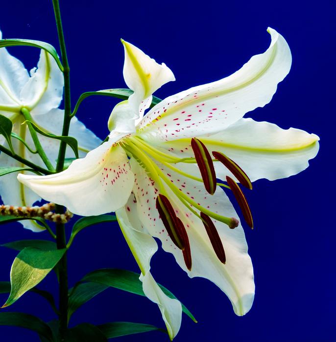 unusually beautiful white Lily