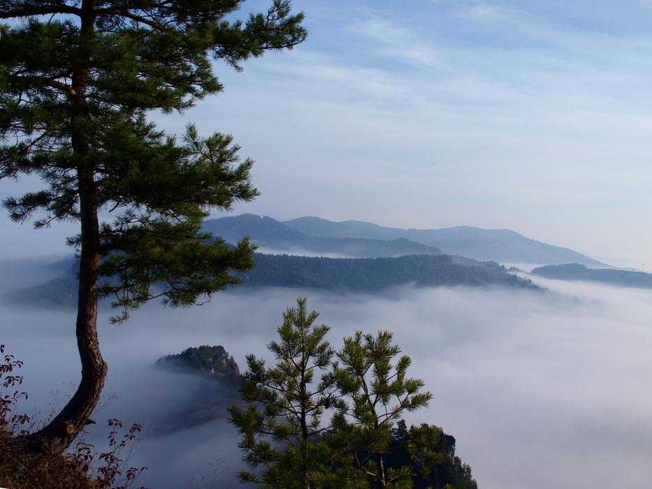Foggy Pine in Slovakia