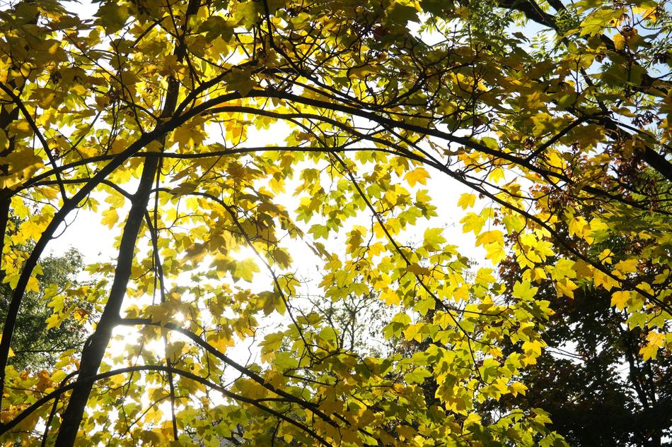 trees with yellow leaves under sunlight