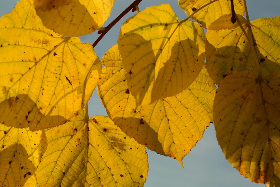 Lipovina Autumn Yellow Leaves