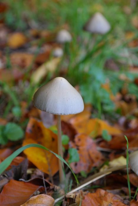 psilocybe semilanceata and fall foliage