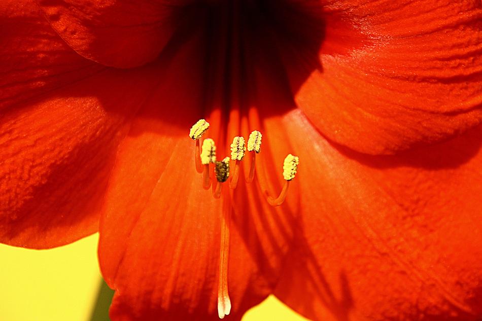 incredibly beautiful Amaryllis Flower