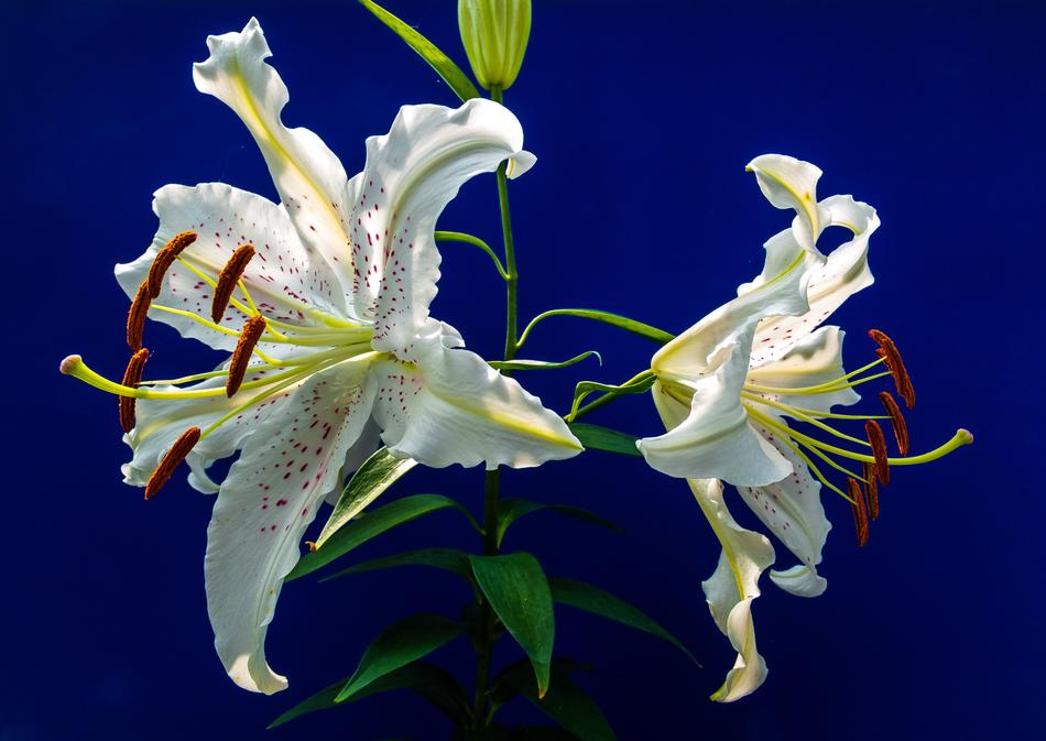 perfect Lily Blossom