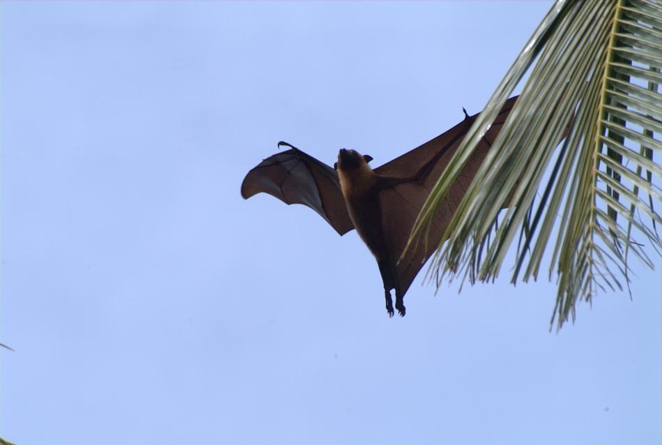 Flying Fox