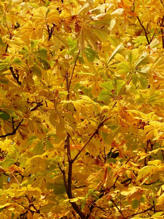 Fall Leaves Golden Rays