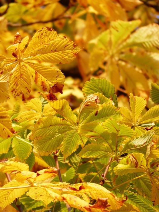 Fall Leaves Golden Rays