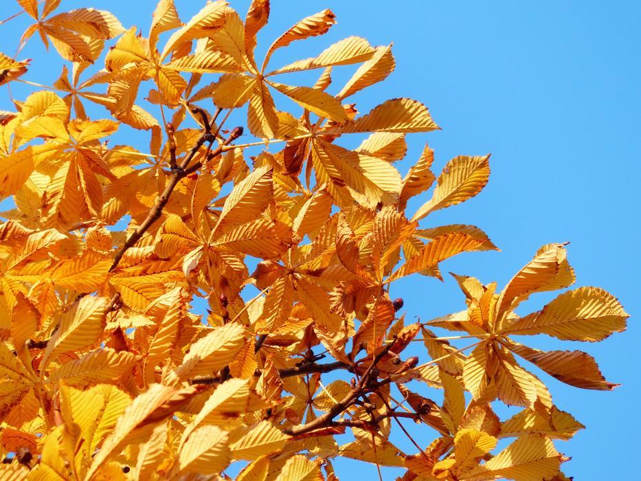 Fall Leaves Golden Rays